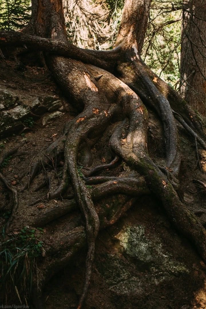 Raíces antiguas de árboles en un bosque